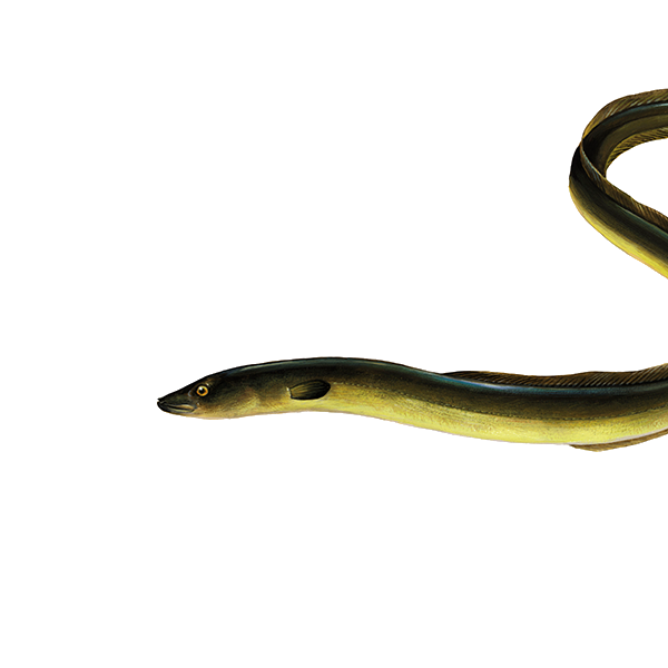 European Eel Fishguide Master